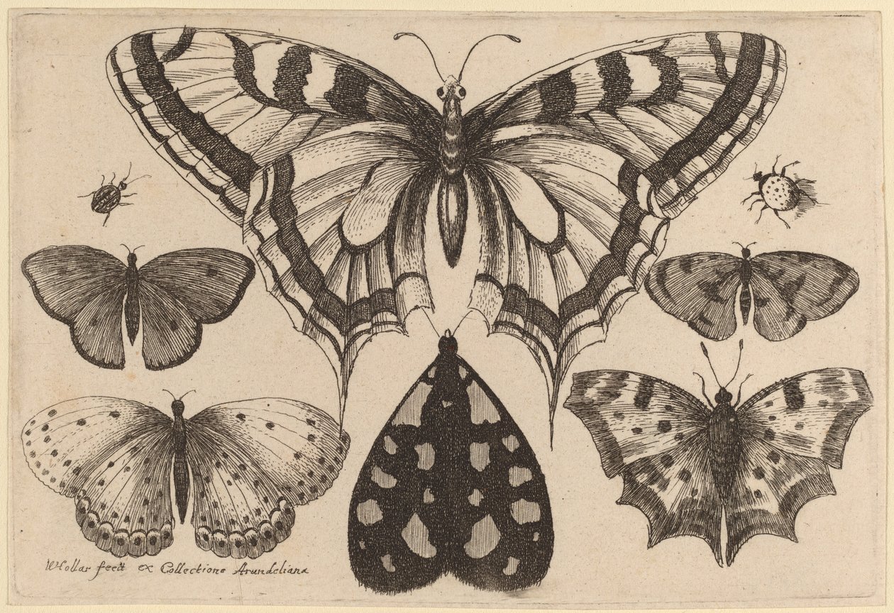 Vijf Vlinders, een Mot, een Kever en een Spin door Wenceslaus Hollar