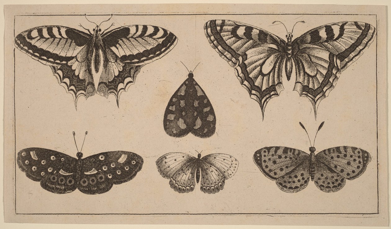 Vijf vlinders en een nachtvlinder door Wenceslaus Hollar