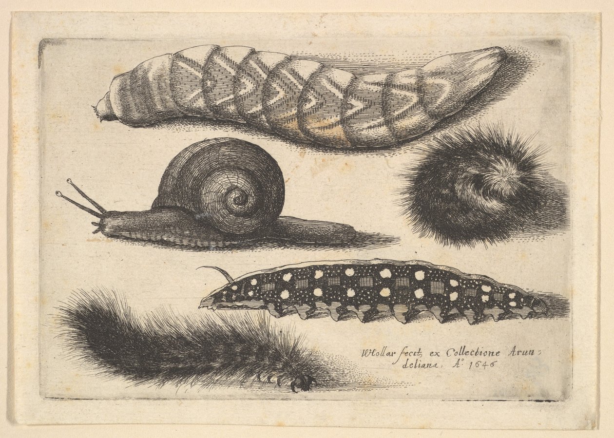 Vier Rupsen en een Slak door Wenceslaus Hollar