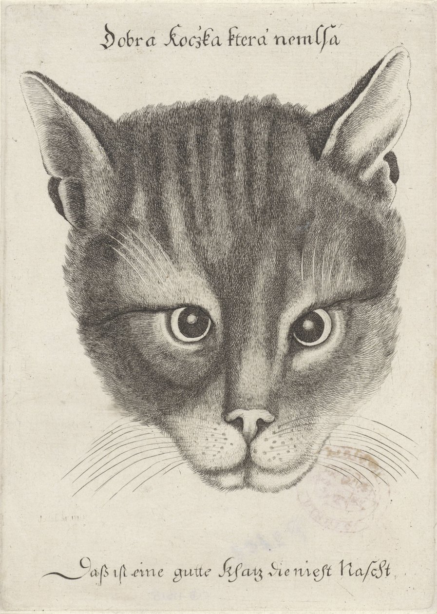 Kop van een kat door Wenceslaus Hollar