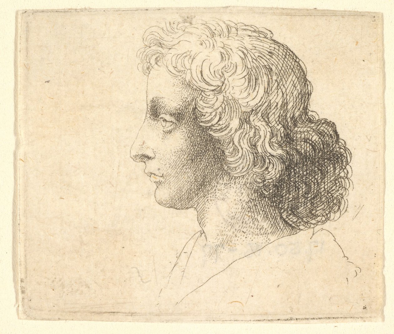 Hoofd van een jonge man met lang haar in profiel naar links, 1644-52 door Wenceslaus Hollar