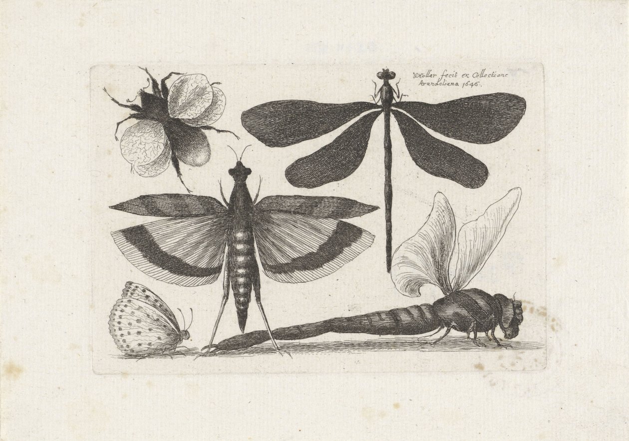 Libellen, vlinder en een hommel door Wenceslaus Hollar