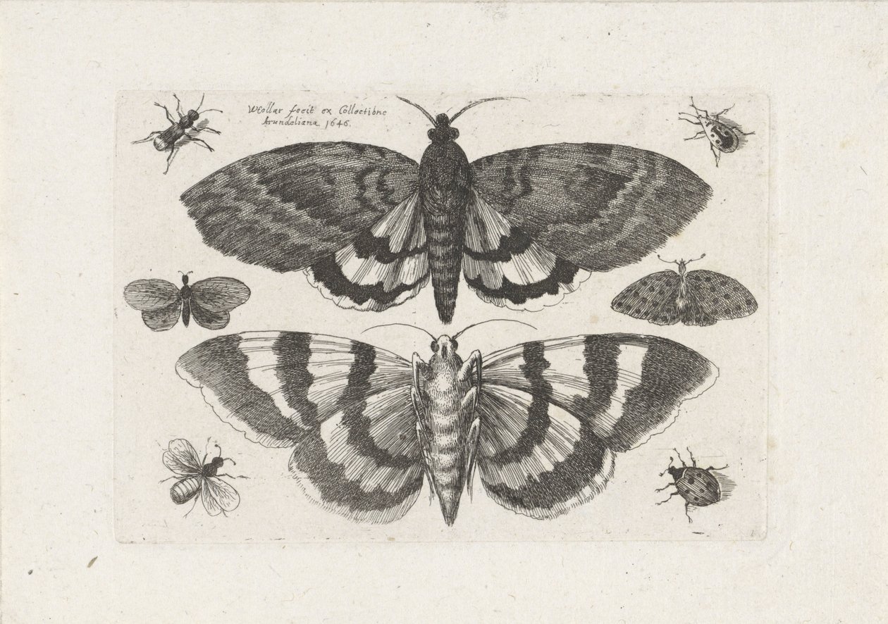 Motten en kleine insecten Insecten door Wenceslaus Hollar