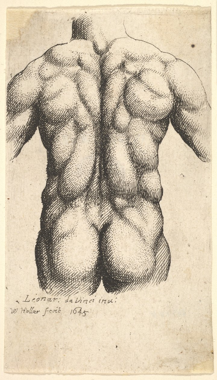 Naakte mannelijke torso van achteren gezien, 1645 door Wenceslaus Hollar