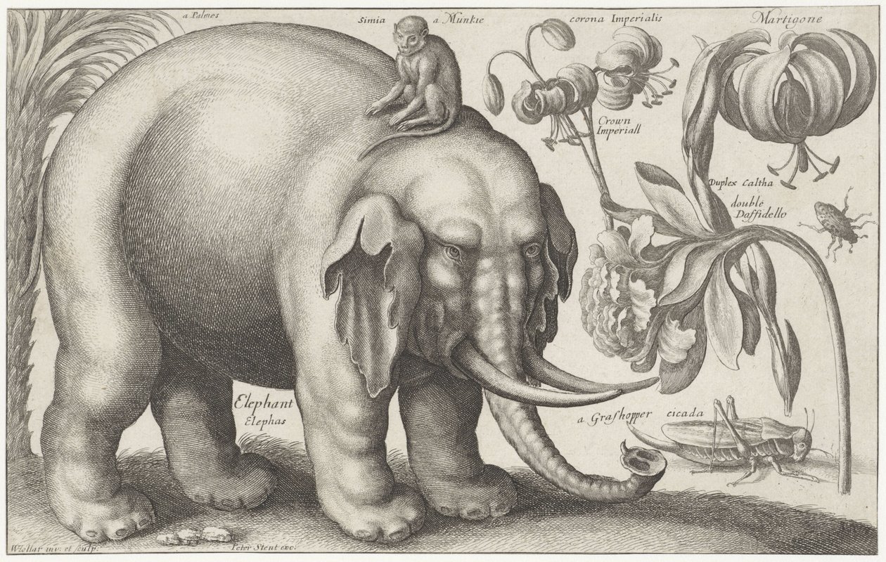 Olifant, aap, bloemen en insecten door Wenceslaus Hollar