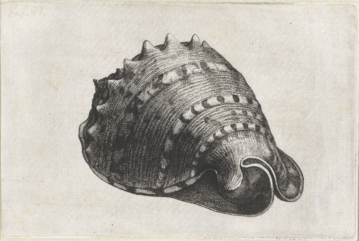 Schelp, cassis cornuta door Wenceslaus Hollar