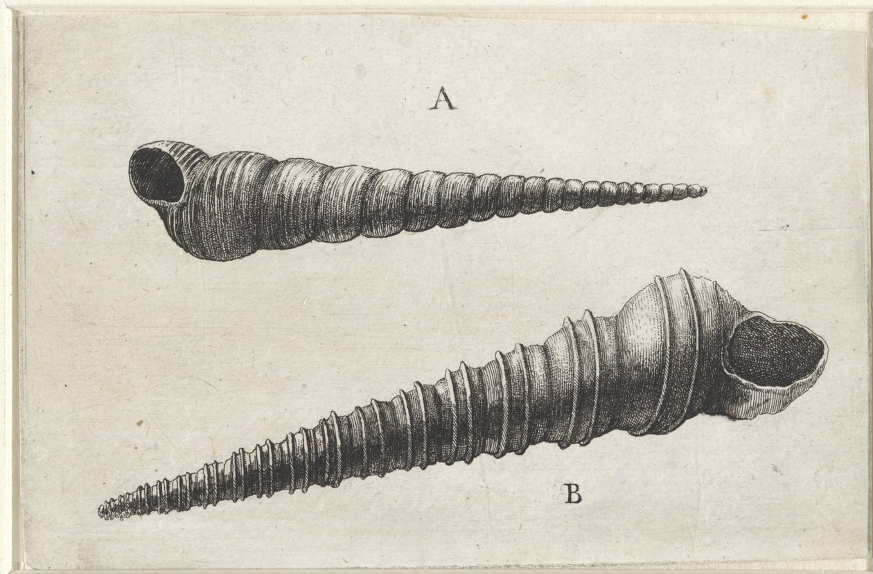 Schelpen, turritella terebra (A) en turritella duplicata (B) door Wenceslaus Hollar