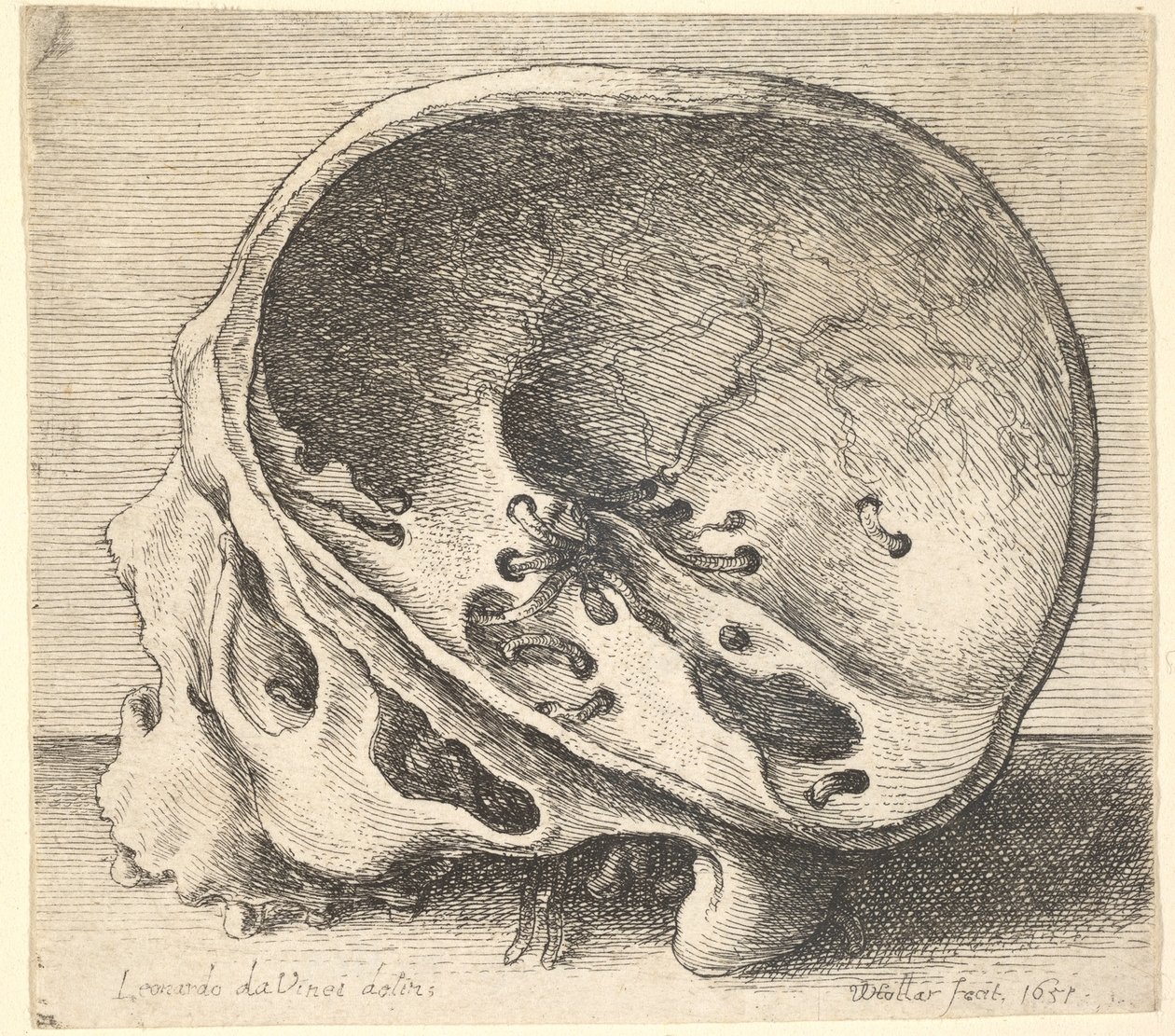 Gesneden schedel in profiel naar links met de linkerzijde van de schedel verwijderd, 1651 door Wenceslaus Hollar
