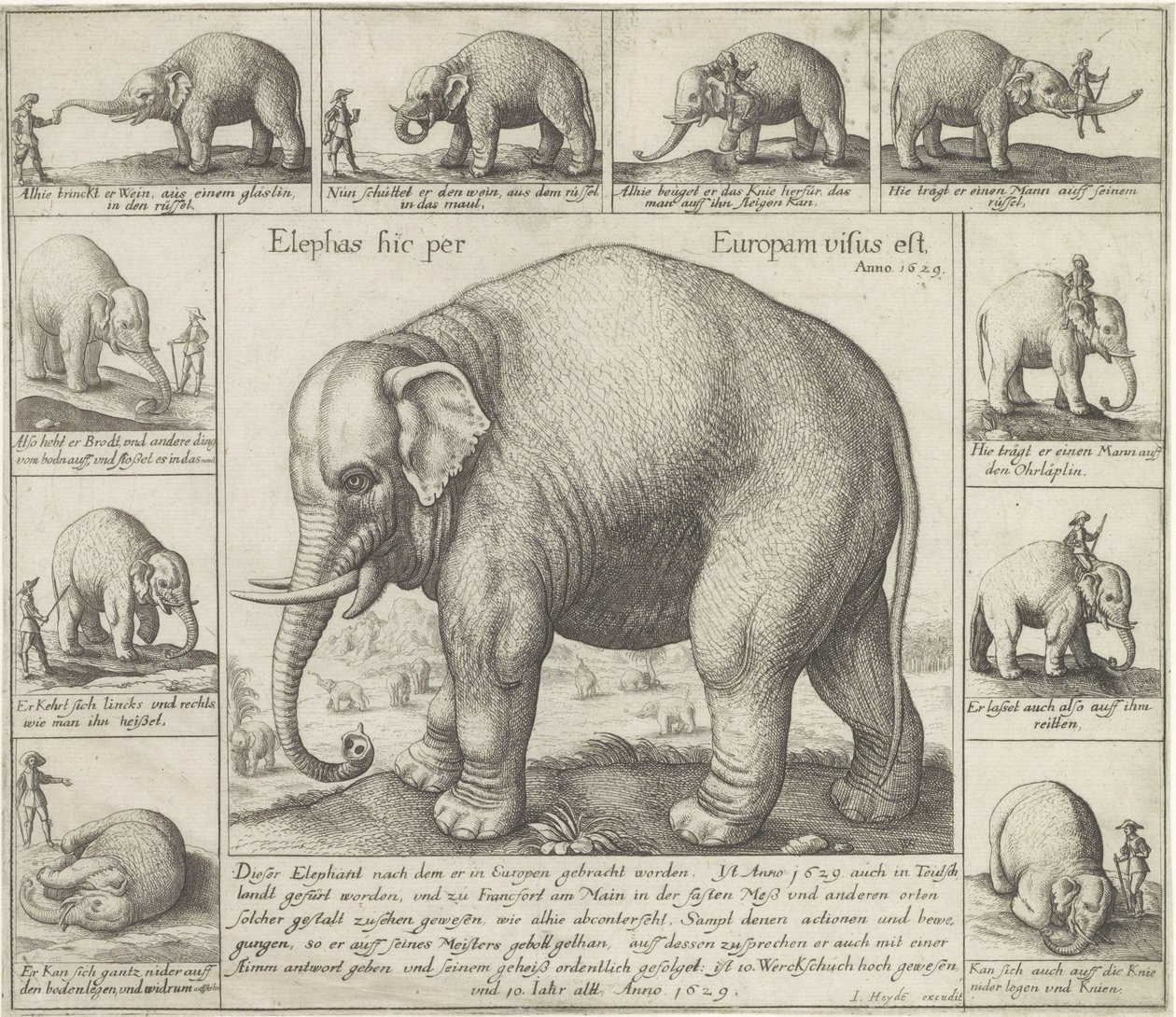 Tamme olifant door Wenceslaus Hollar
