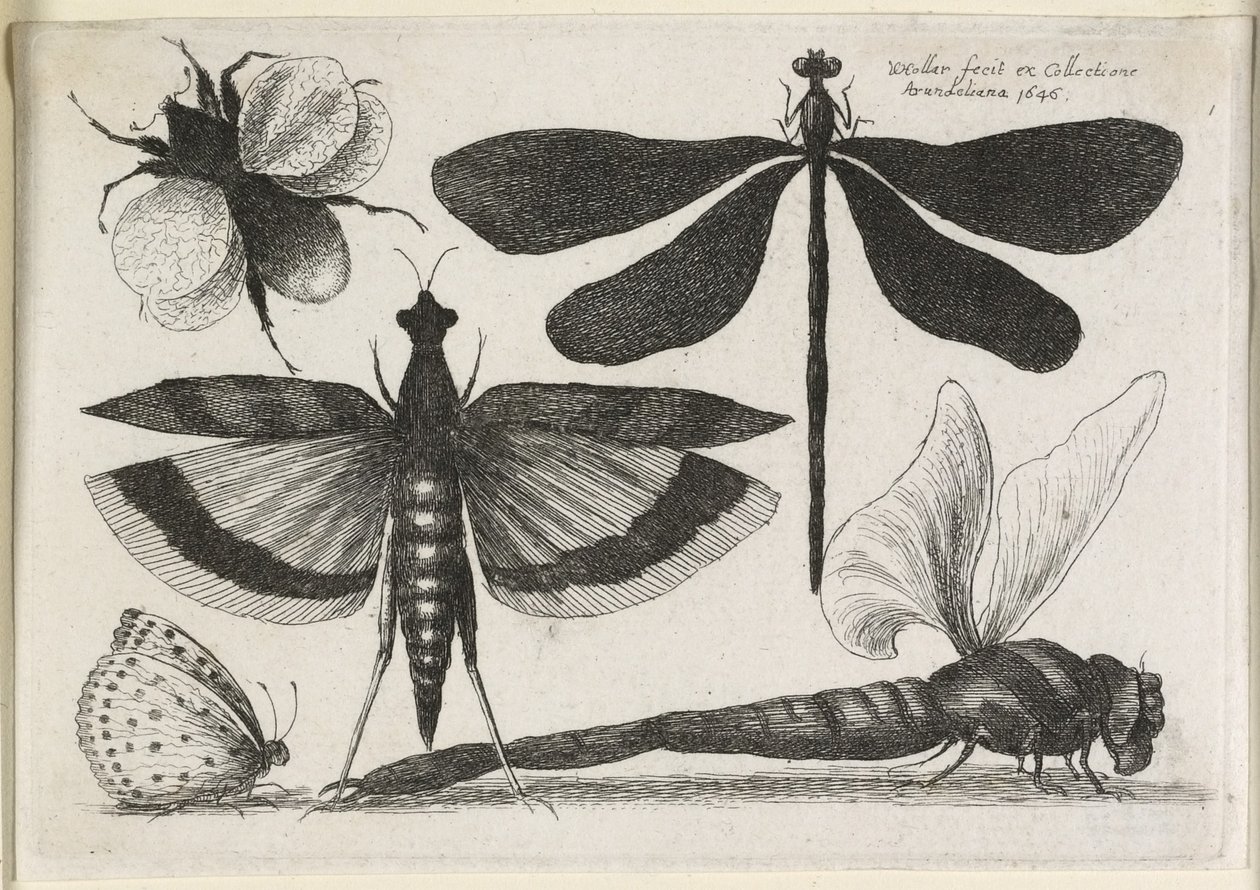 De Set Vlinders, Een van Twaalf, 1646 door Wenceslaus Hollar