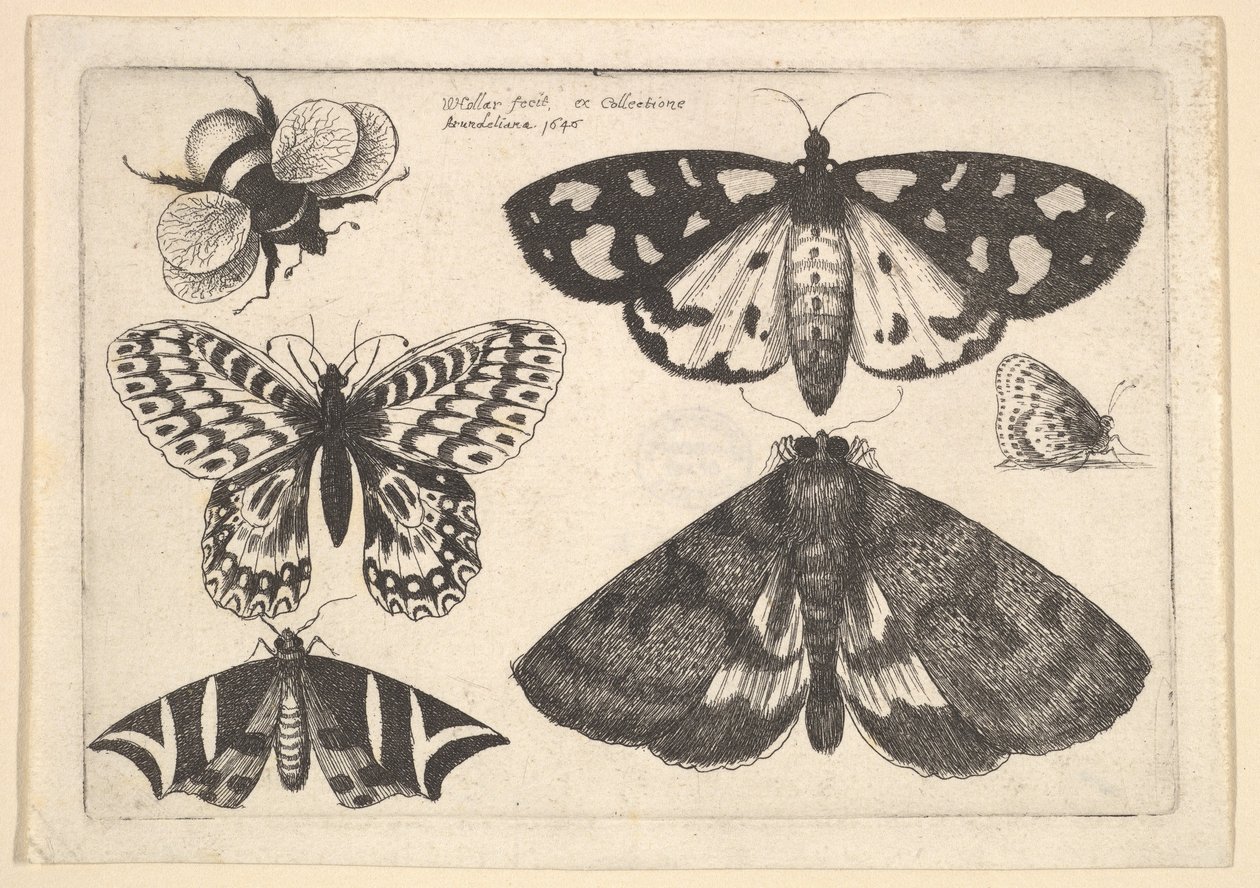Drie motten, twee vlinders en een hommel door Wenceslaus Hollar