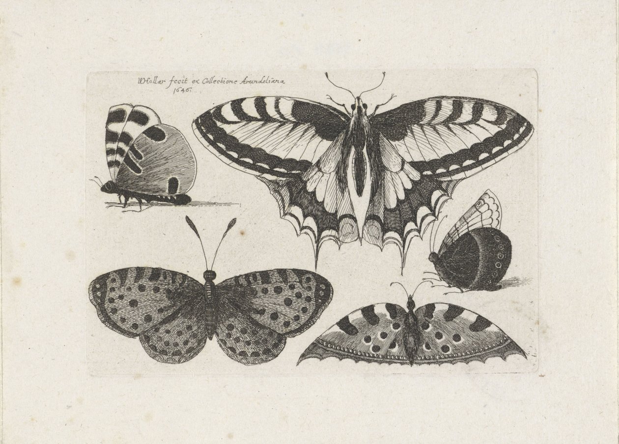 Vijf vlinders, Insecten (serietitel), Muscarum Scarabeorum (serietitel) door Wenceslaus Hollar