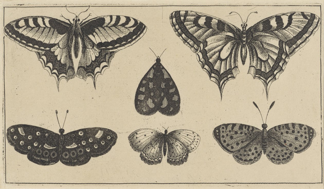 Vijf vlinders en een mot door Wenceslaus Hollar