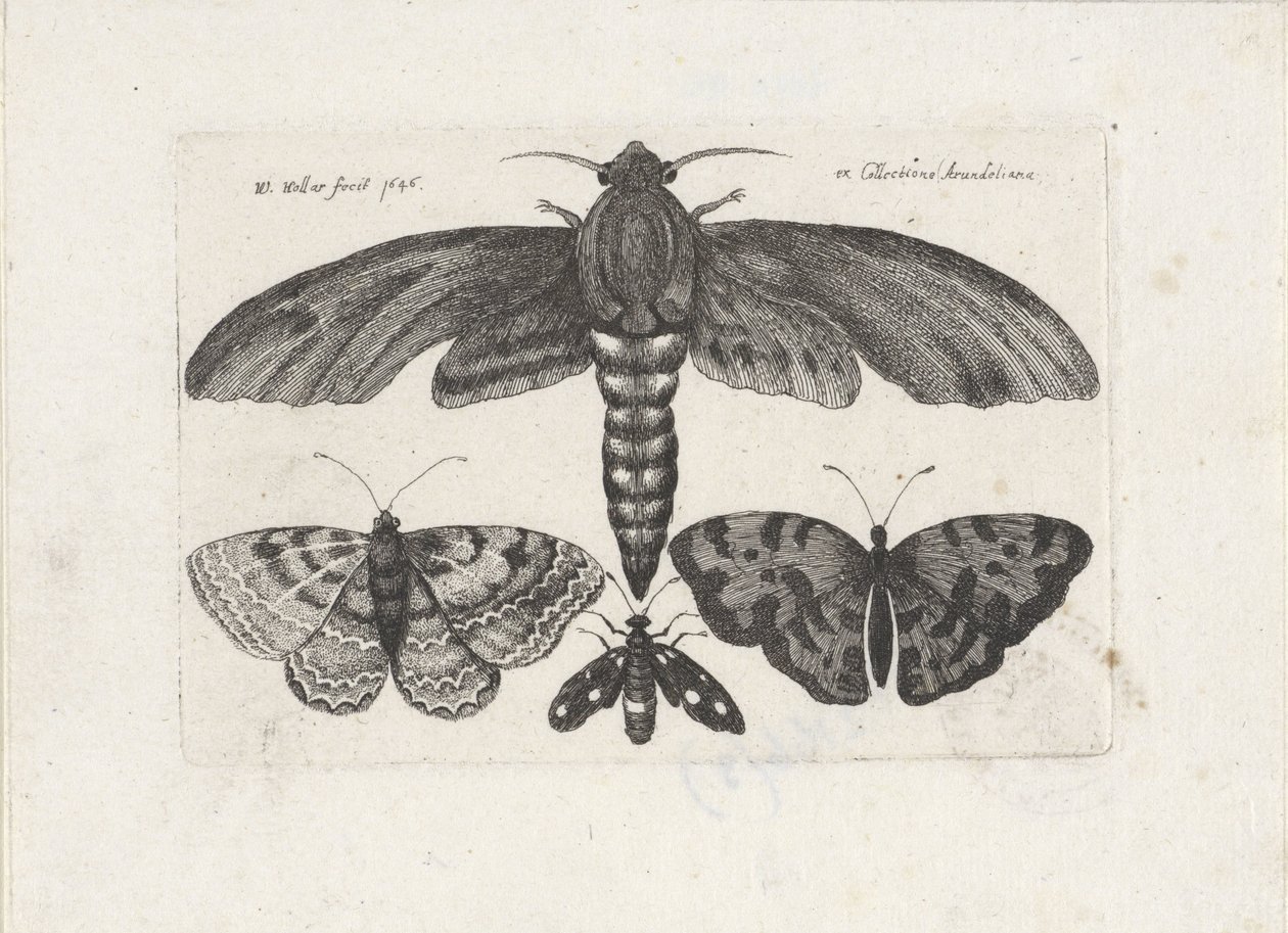 Vlinders en een mot door Wenceslaus Hollar