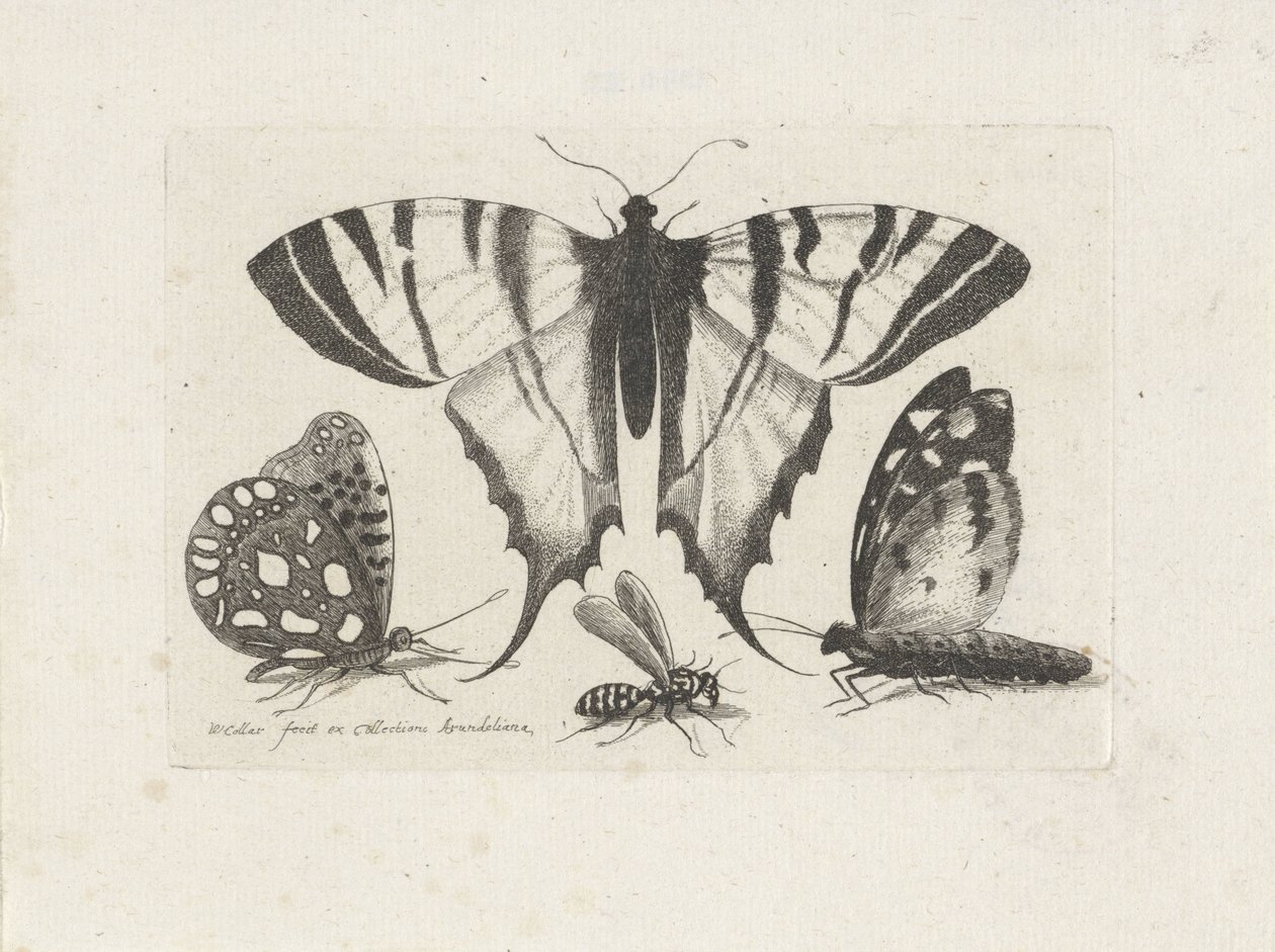 Vlinders en een wesp door Wenceslaus Hollar