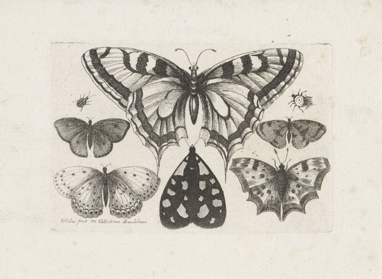 Vlinders, torren en een mot door Wenceslaus Hollar