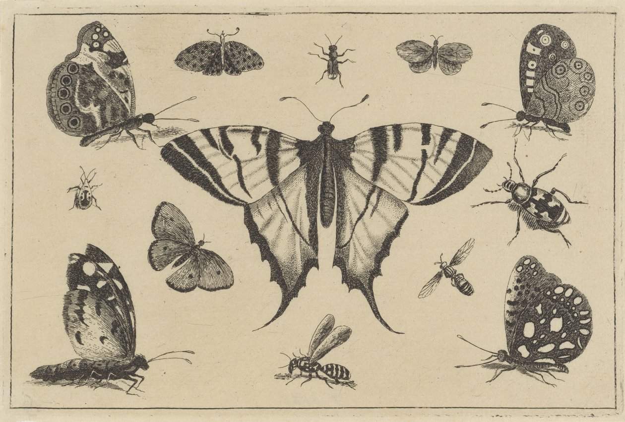 Vlinders, wesp en andere insekten Verschillende insecten (series title) door Wenceslaus Hollar