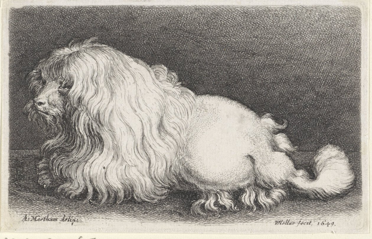Witte hond door Wenceslaus Hollar
