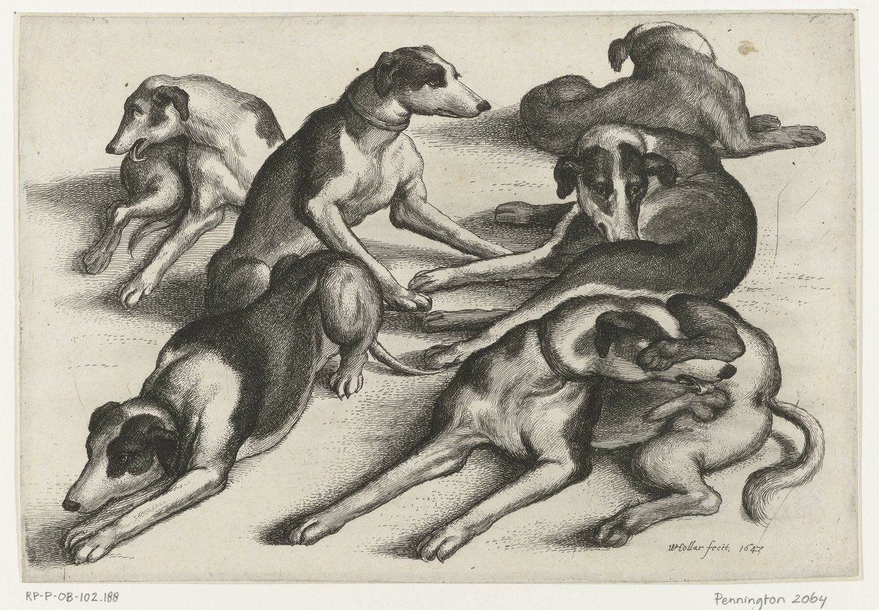 Zes liggende jachthonden door Wenceslaus Hollar