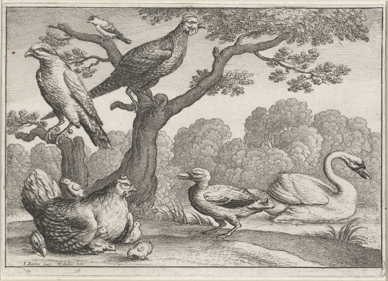 Zwaan, kip met kuikens en andere vogels door Wenceslaus Hollar