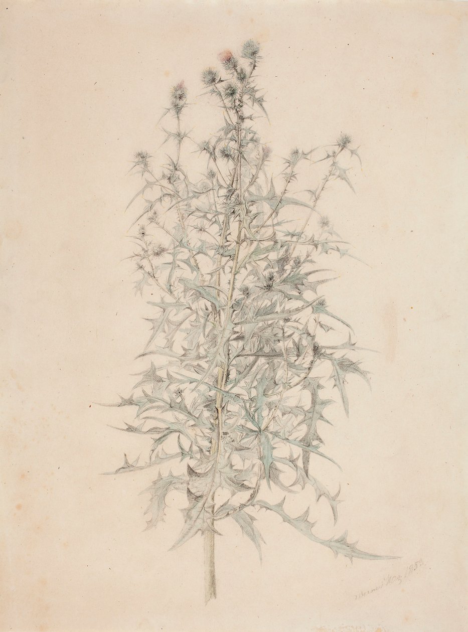 Distel door Werner Holmberg