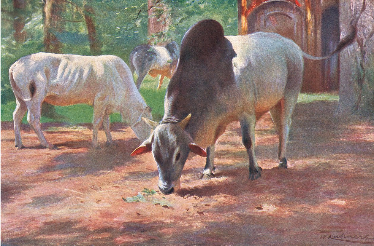 Indiase Gebochelde Runderen, uit Wildlife of the World gepubliceerd door Frederick Warne & Co, c.1900 door Wilhelm Kuhnert