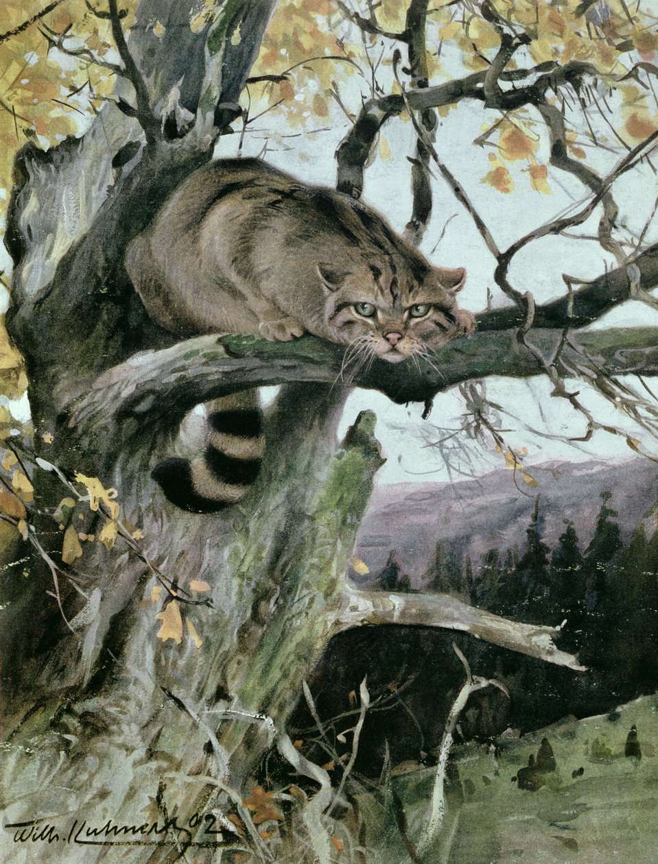 Wilde kat in een boom, 1902 door Wilhelm Kuhnert