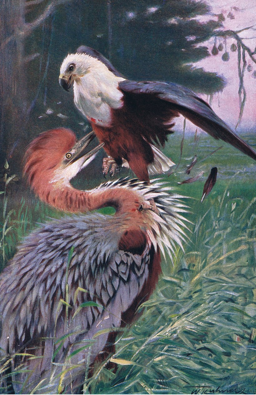 Reiger en Zeearend, illustratie uit Wildlife of the World, ca. 1910 door Wilhelm Kuhnert
