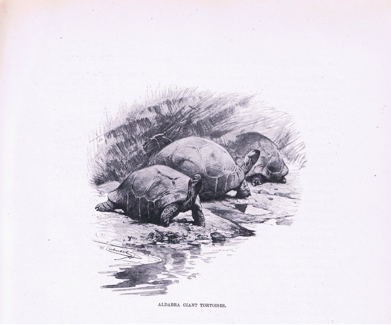 Reuzenschildpadden, illustratie uit Wildlife of the World, ca. 1910 door Wilhelm Kuhnert
