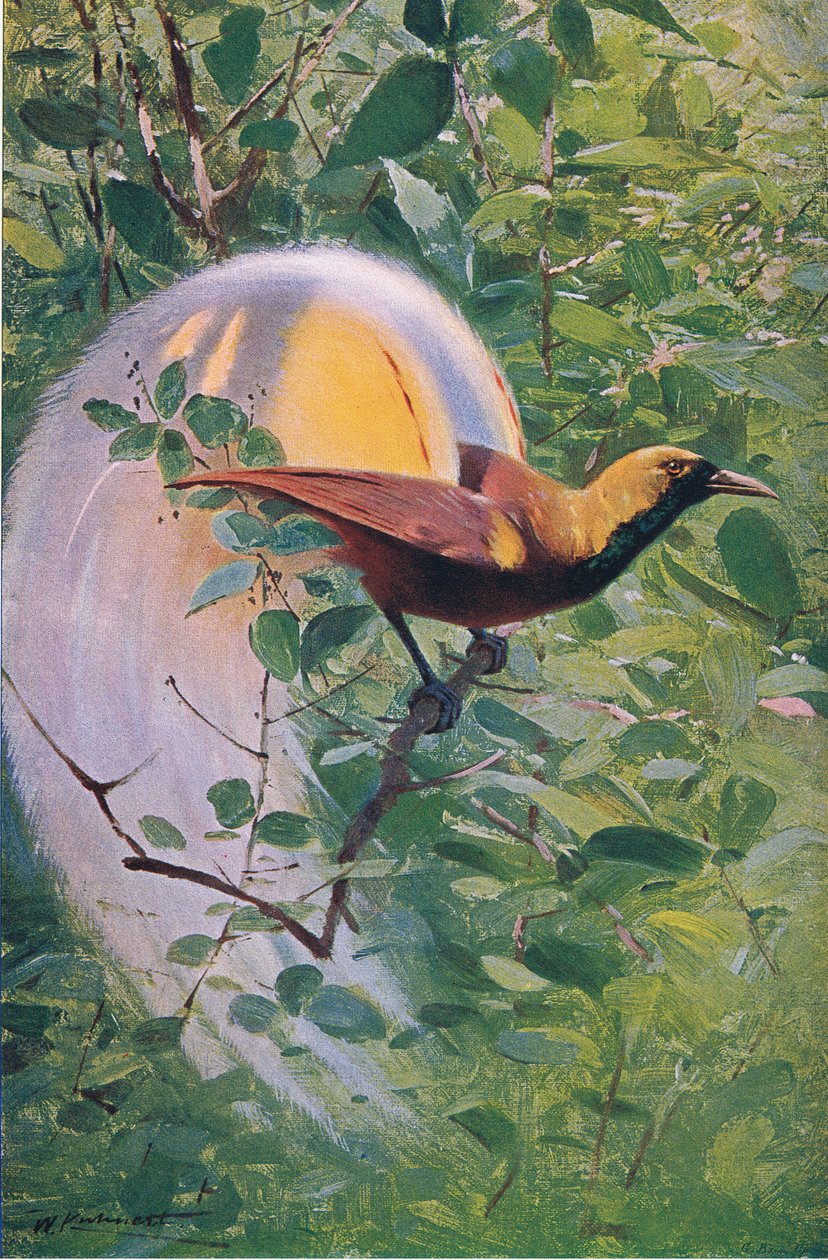 Grote Paradijsvogel, illustratie uit Wildlife of the World, ca. 1910 door Wilhelm Kuhnert