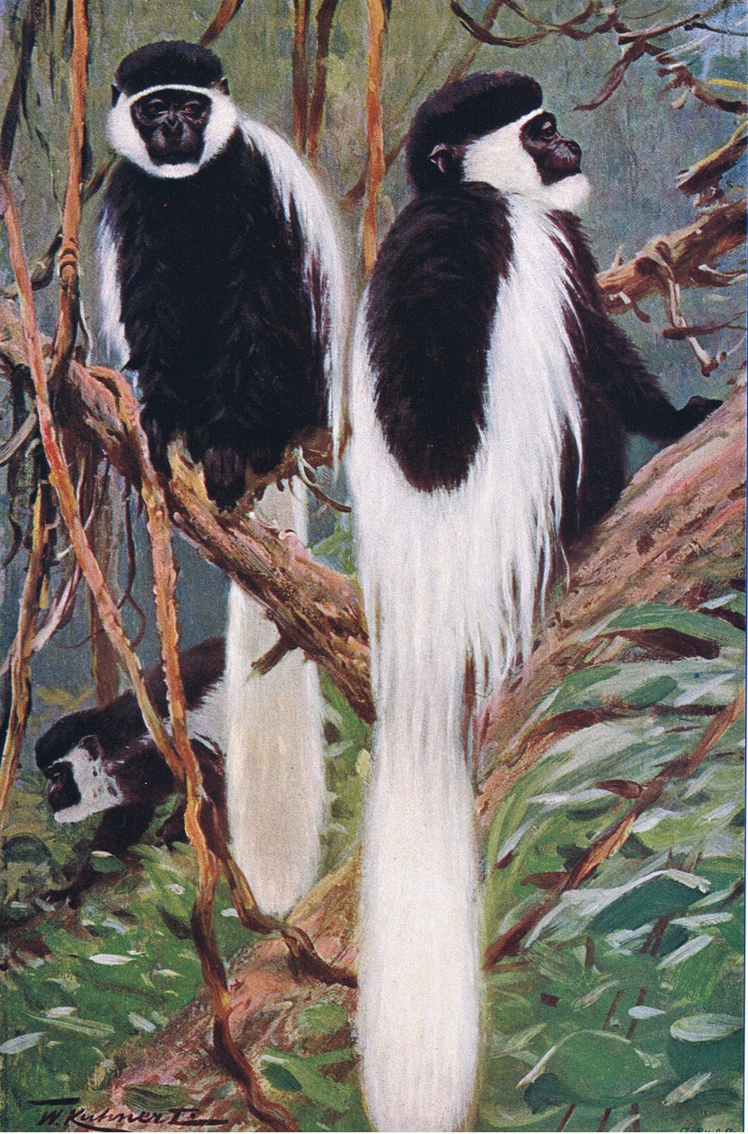 Guereza, illustratie uit Wildlife of the World, ca. 1910 door Wilhelm Kuhnert