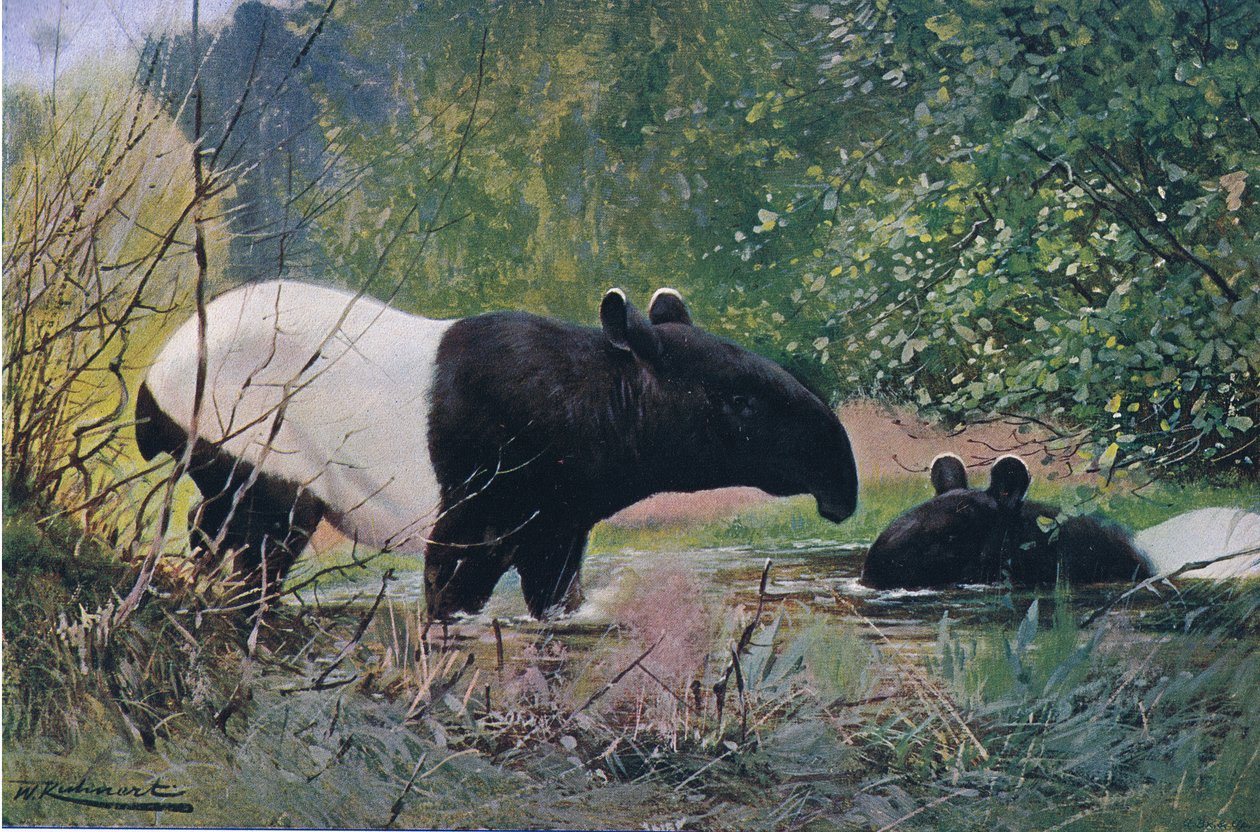 Indische tapir, uit Wildlife of the World gepubliceerd door Frederick Warne & Co, ca. 1900 door Wilhelm Kuhnert