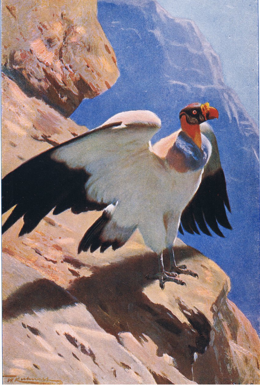 Koninggier, uit Wildlife of the World uitgegeven door Frederick Warne & Co, ca.1900 door Wilhelm Kuhnert