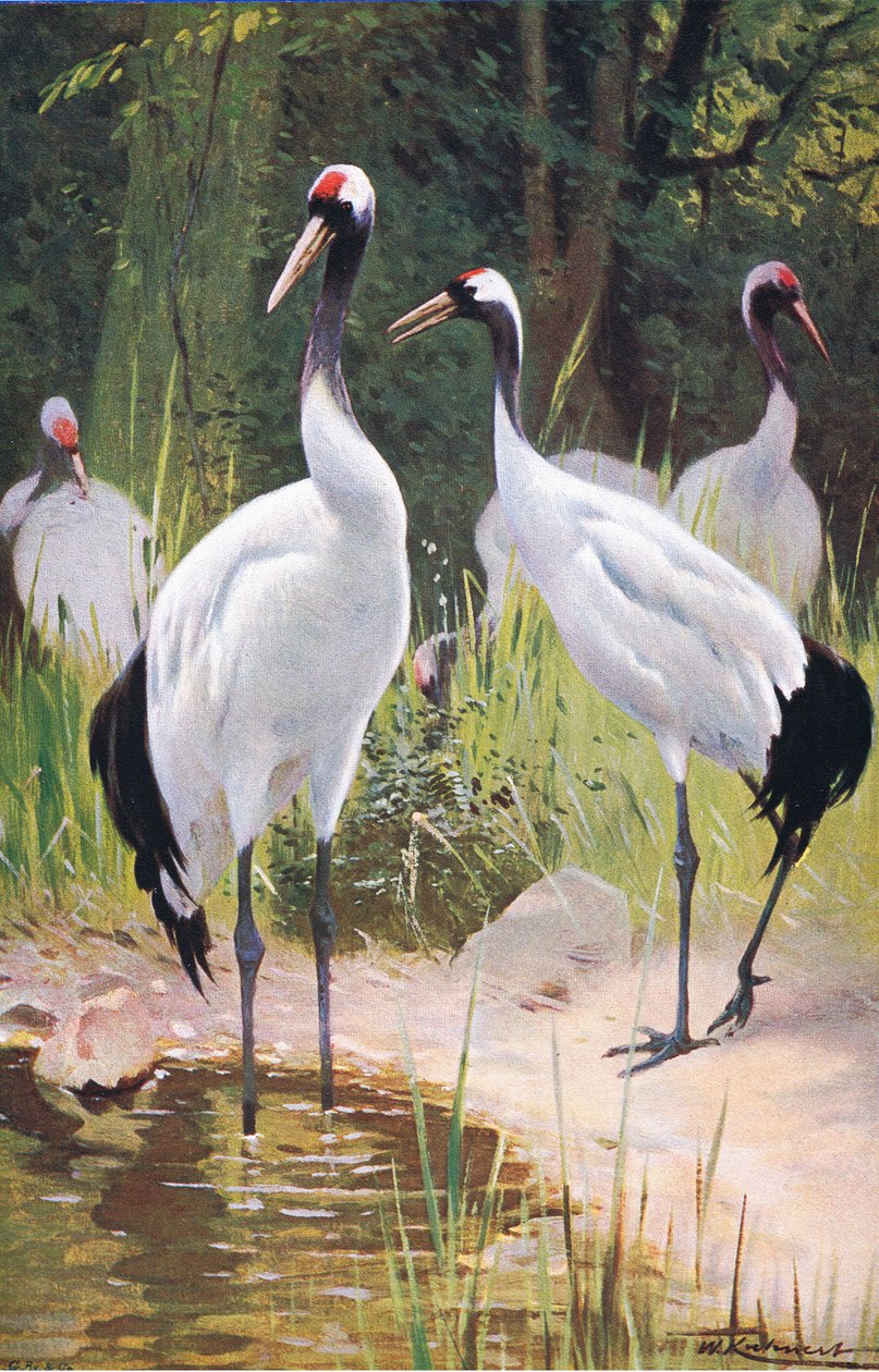 Mantsjoerijse kraanvogel, uit Wildlife of the World gepubliceerd door Frederick Warne & Co, ca. 1900 door Wilhelm Kuhnert