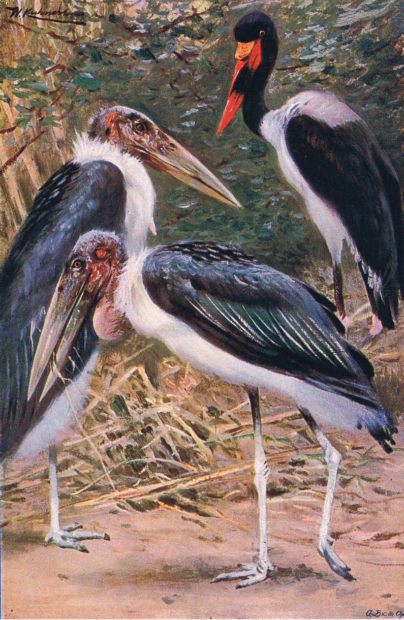 Maraboe en Jabiru, illustratie uit Wildlife of the World, ca. 1910 door Wilhelm Kuhnert