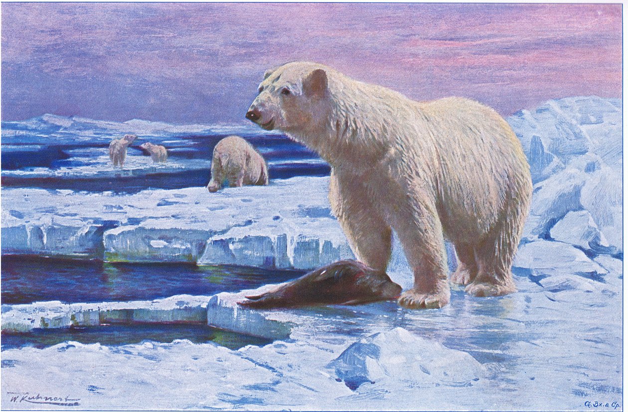 IJsbeer, uit Wildlife of the World gepubliceerd door Frederick Warne & Co, ca. 1900 door Wilhelm Kuhnert