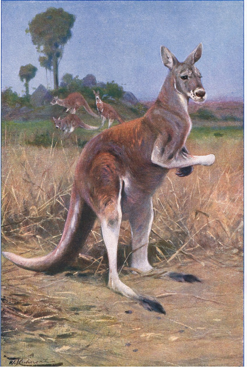 Rode Kangoeroe, illustratie uit Wildlife of the World, ca. 1910 door Wilhelm Kuhnert
