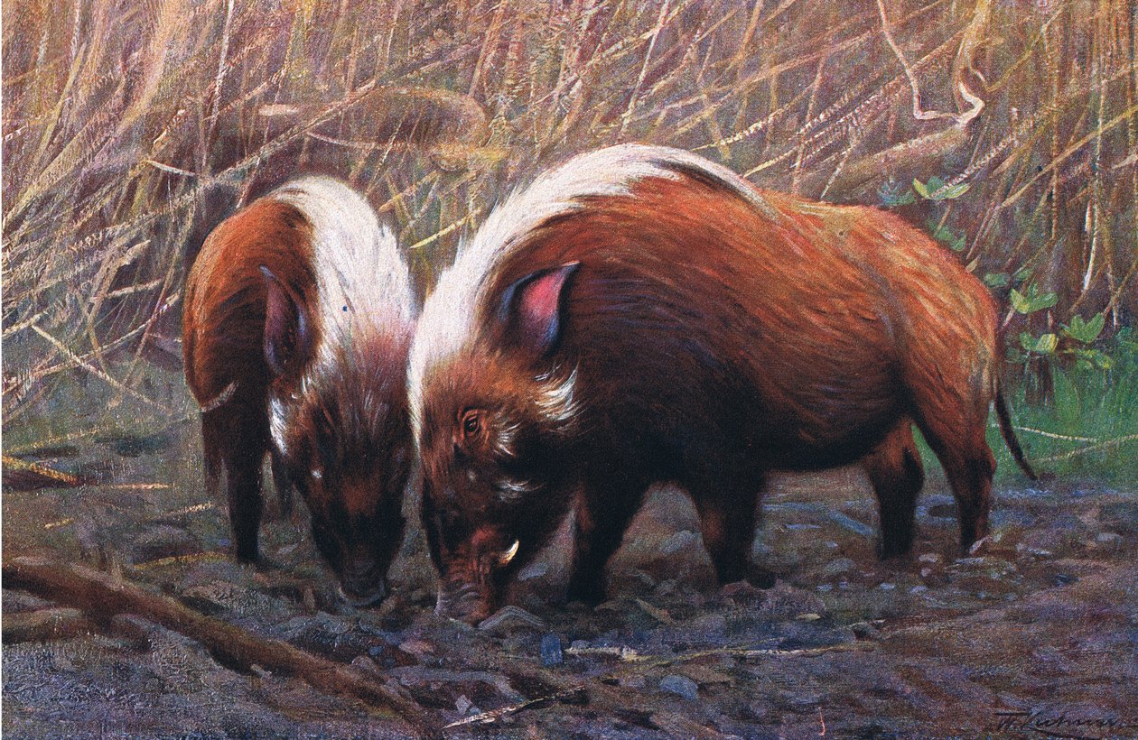 Rivierzwijn, illustratie uit Wildlife of the World, ca. 1910 door Wilhelm Kuhnert