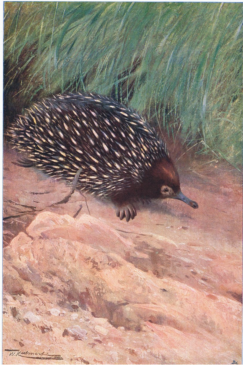 Mierenegel, illustratie uit Wildlife of the World, ca. 1910 door Wilhelm Kuhnert