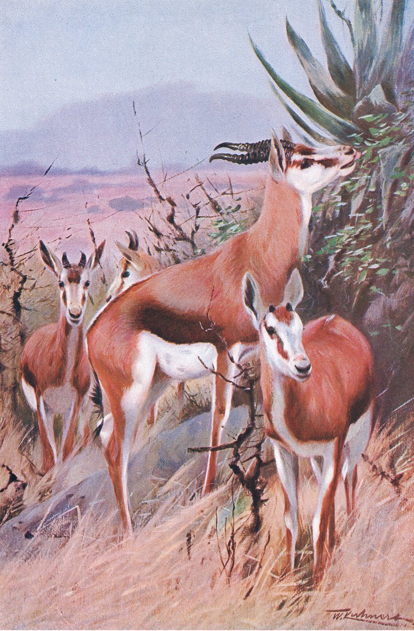 Springbok, illustratie uit Wildlife of the World, ca. 1910 door Wilhelm Kuhnert