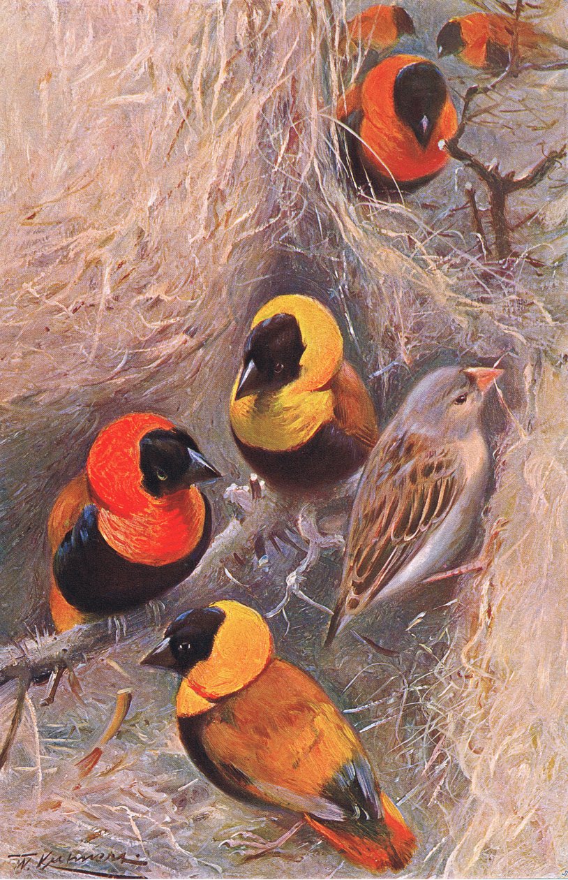 Wevervogels, illustratie uit Wildlife of the World, ca. 1910 door Wilhelm Kuhnert