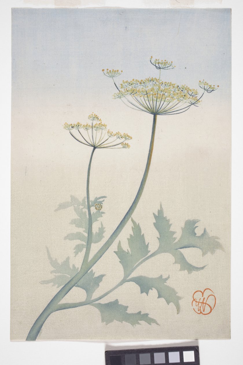 Koninginnenkruid, ca. 1908 door Wilhelmina Seegmiller