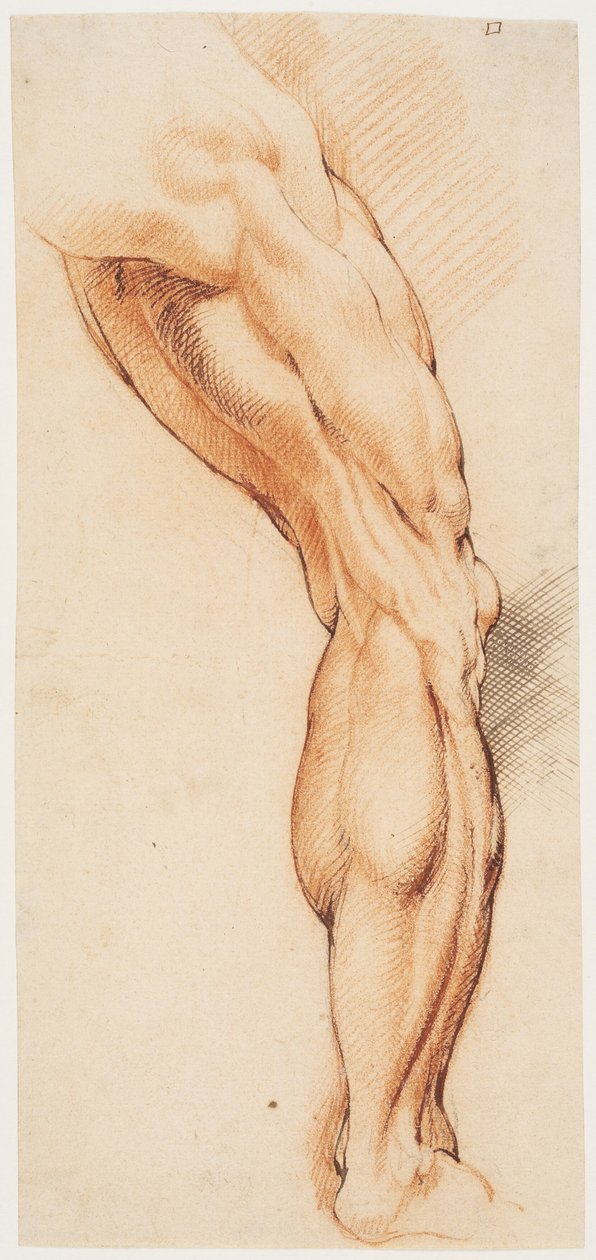 Anatomische Studie (écorché). Een man