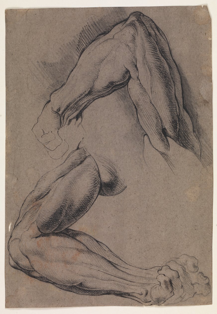 Anatomische studie (écorché). Twee studies van een gevilde linkerarm van een man door Willem Panneels