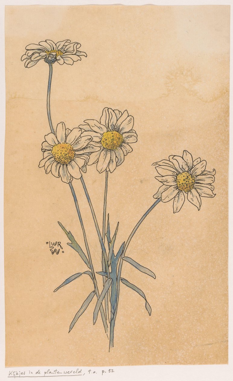 Witte margrieten door Ludwig Willem Reymert Wenckebach