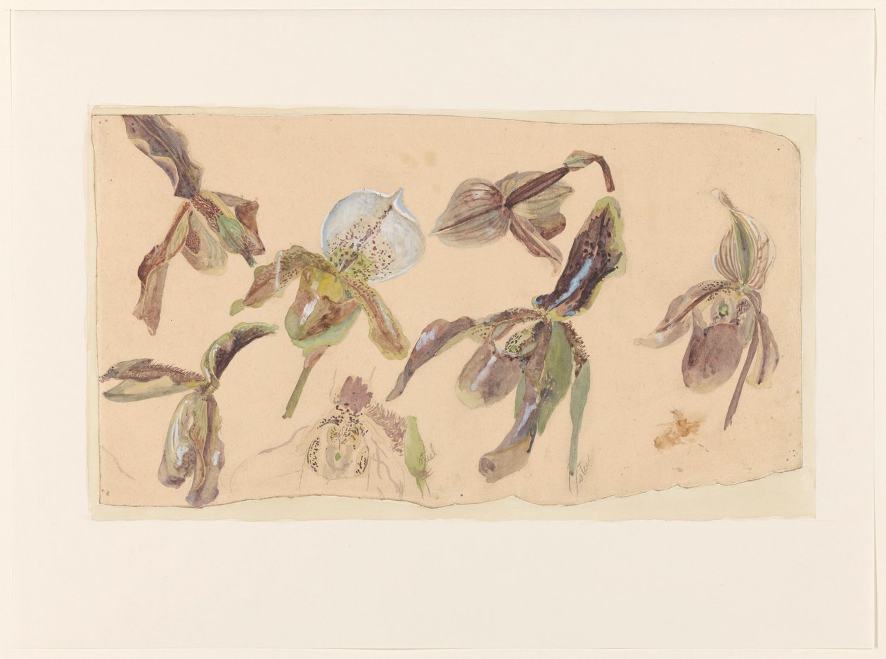 Zeven studies van orchideeën door Willem van Konijnenburg
