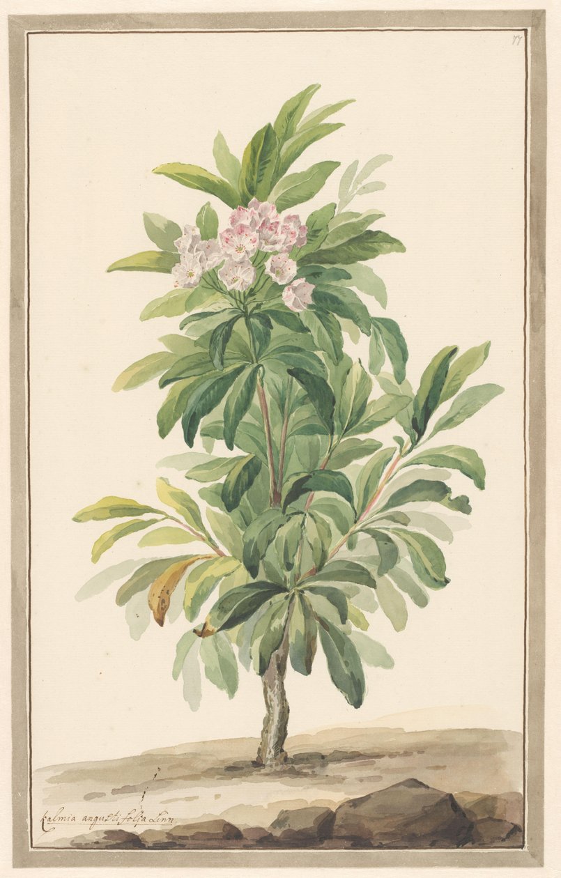 Smalbladige lepelboom in landschap (Kalmia Angustifolio) door Willem van Leen (attributed to)