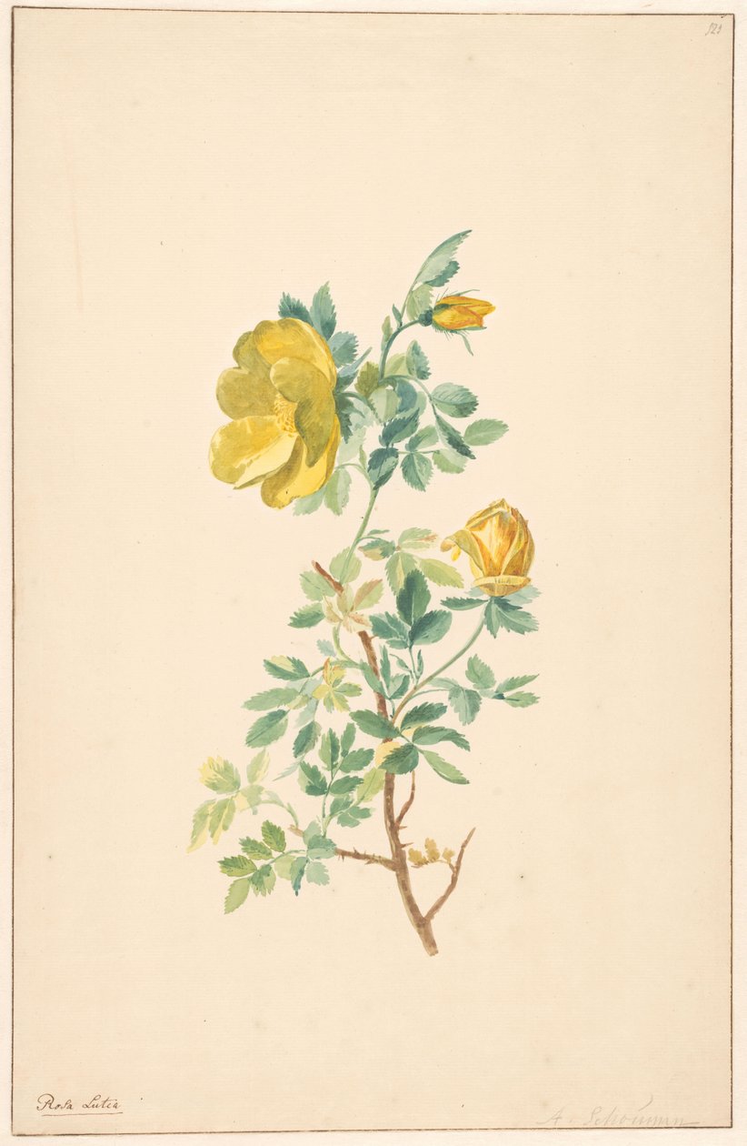 Tak van een gele roos (Rosa Lutea) door Willem van Leen (attributed to)