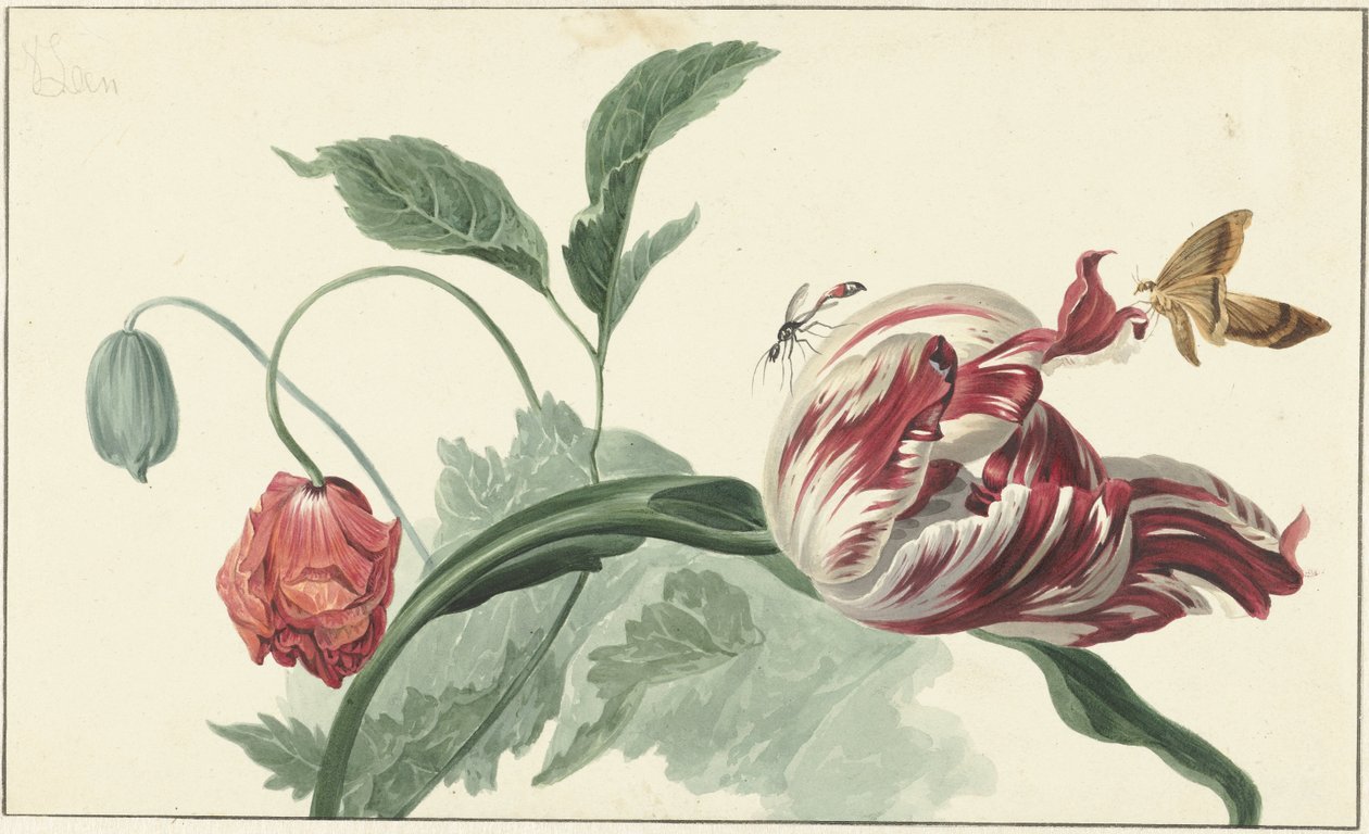 Tulp en een klaproos door Willem van Leen (attributed to)