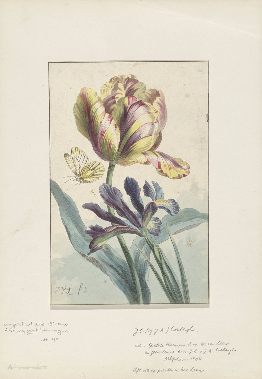 Tulp en iris door Willem van Leen